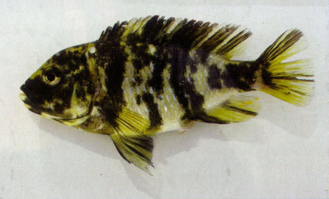 Haplochromis omnicaeruleus