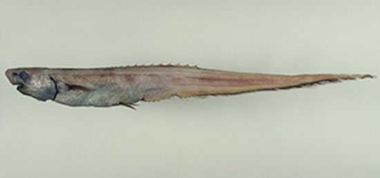 Notacanthus abbotti