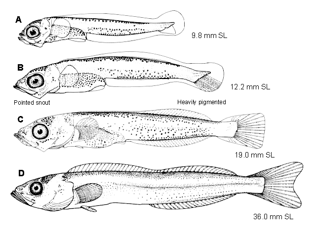 Ophiodon elongatus