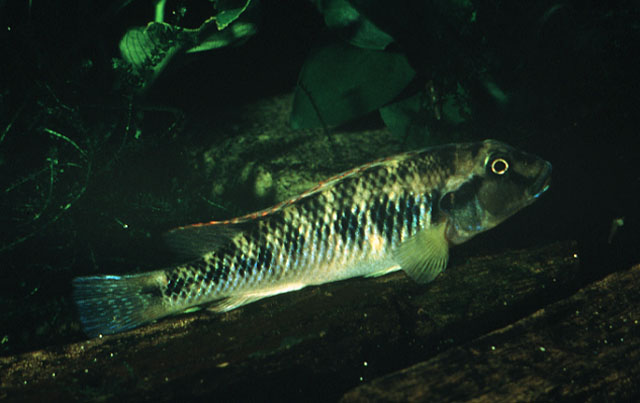 Orthochromis luichensis