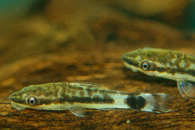 Otocinclus macrospilus