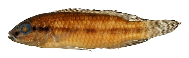 Parananochromis brevirostris