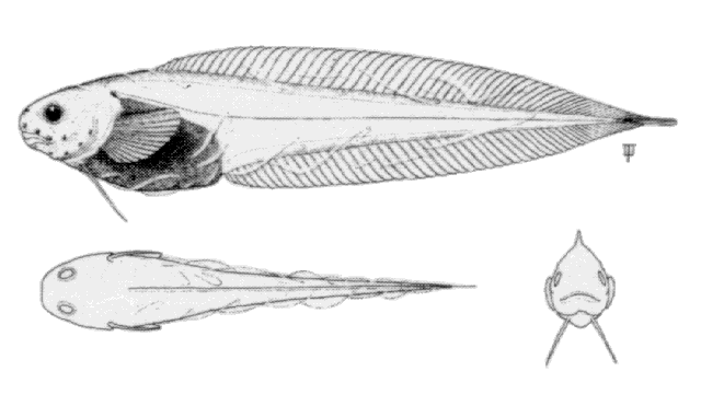 Paraliparis calidus