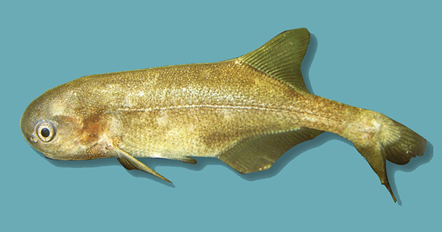 Petrocephalus catostoma