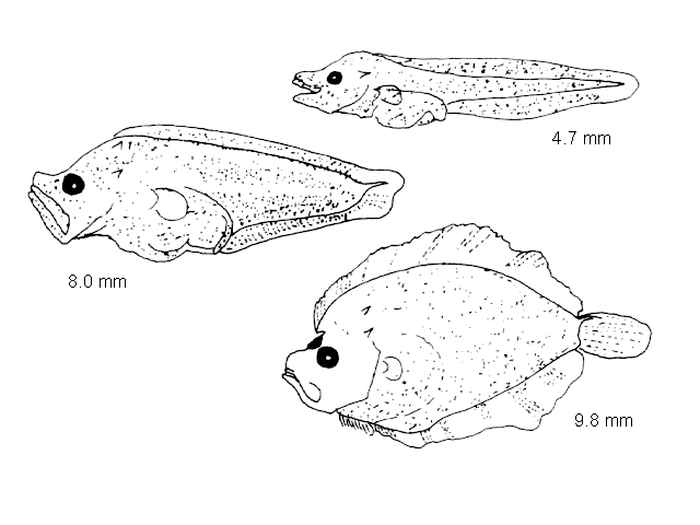 Zeugopterus regius