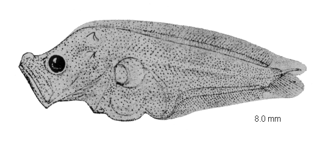 Zeugopterus regius