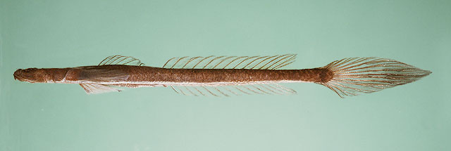 Platygobiopsis akihito