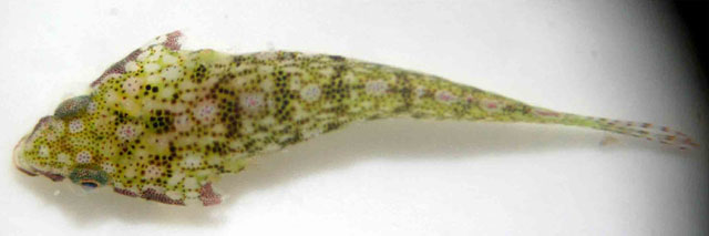 Posidonichthys hutchinsi