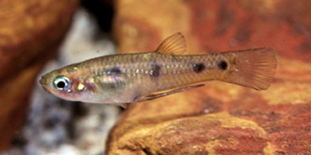 Photo by HippocampusBildarchiv