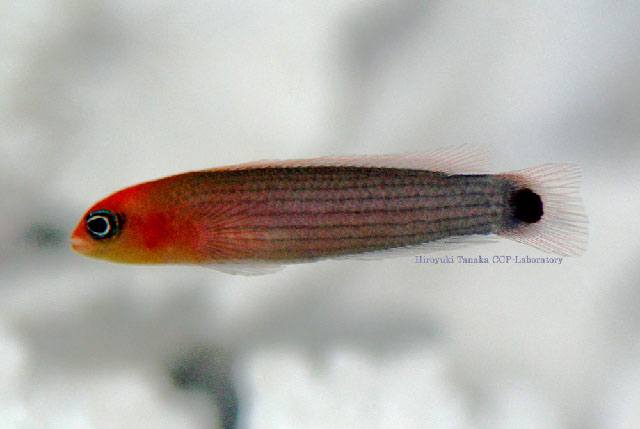 Pseudochromis striatus