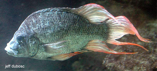 Ptychochromis insolitus