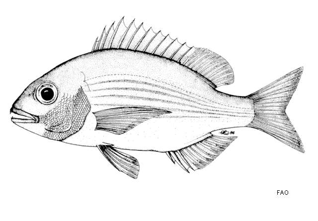 Pterogymnus laniarius