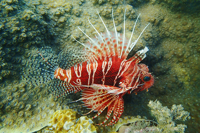 Pterois mombasae