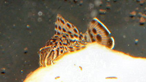Pterygoplichthys punctatus