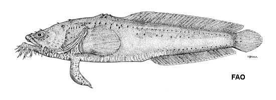 Sanopus johnsoni