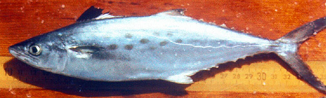 Scomberomorus maculatus