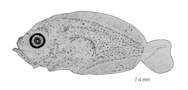 Scophthalmus maximus