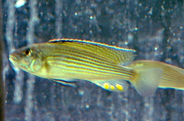 Schwetzochromis neodon