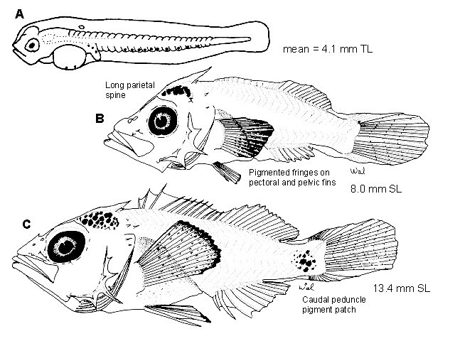 Sebastes helvomaculatus