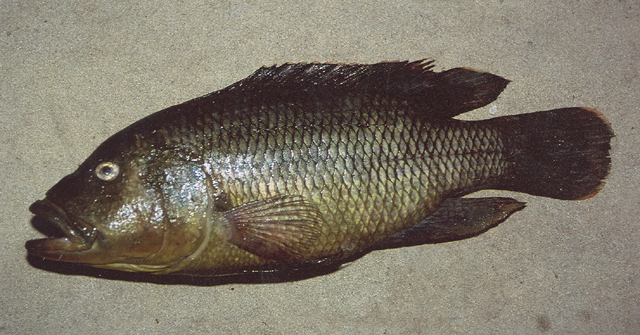 Serranochromis robustus