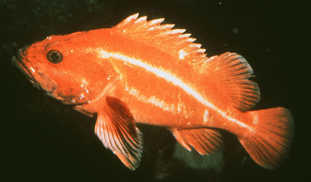 Sebastes ruberrimus