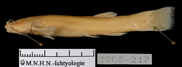 Trichomycterus chaberti