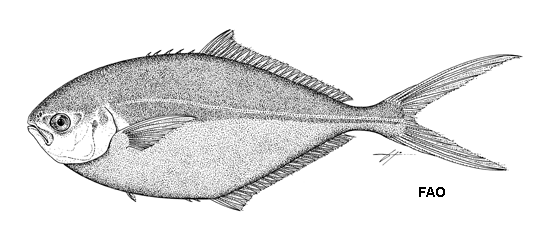 Trachinotus stilbe