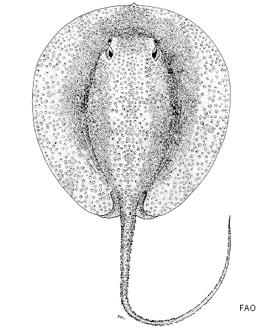 Urogymnus asperrimus