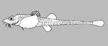 Image of Xeneretmus ritteri (Stripefin poacher)