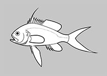 Image of Meganthias carpenteri (Yellowtop Jewelfish)