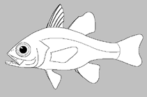Image of Ostorhinchus unitaeniatus (Single-striped cardinalfish)