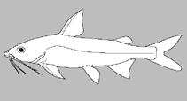 Image of Potamosilurus macrorhynchus (Sharp-nosed catfish)