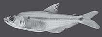 Image of Acestrocephalus boehlkei 