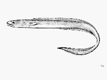 Image of Bathycongrus macrurus (Shorthead conger)