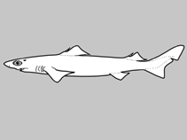 Image of Centrophorus longipinnis (Longfin gulper shark)