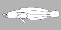 Image of Channa aurantipectoralis (Orangefinned snakehead)