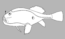 Image of Chaunax flavomaculatus (Yellowspot frogmouth)