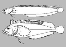 Image of Heteroclinus equiradiatus (Sevenbar weedfish)