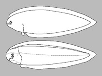 Image of Symphurus pusillus (Northern tonguefish)