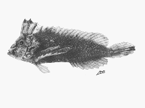 Image of Cocotropus monacanthus (Roughskin scorpionfish)