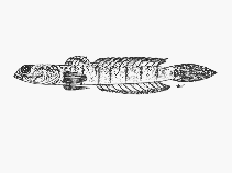 Image of Croilia mossambica (Burrowing goby)