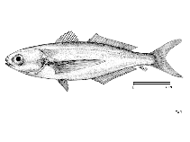 Image of Cubiceps gracilis (Driftfish)