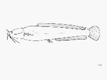 Image of Bathyclarias rotundifrons 