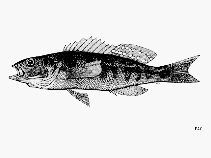Image of Diplectrum sciurus (Gulf squirrelfish)