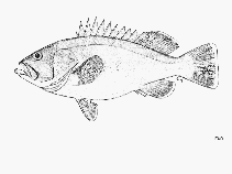Image of Hyporthodus ergastularius (Sevenbar grouper)