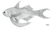 Image of Filimanus hexanema (Javanese threadfin)