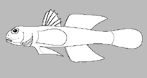 Image of Redigobius penango 
