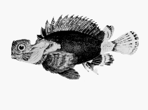 Image of Glyptauchen panduratus (Goblinfish)