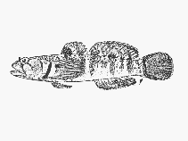 Image of Hetereleotris caminata (Mourner)