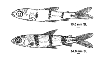 Image of Hemiodus quadrimaculatus (Barred hemiodus)